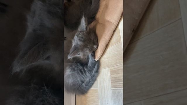 Котята Нибелунги смотреть онлайн