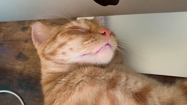 Petunia’s dreams смотреть онлайн