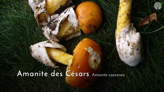 L'amanite tue-mouches : belle avec toxicité смотреть онлайн