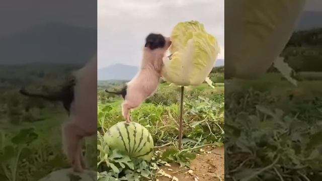 Карликовые свинки очень неприхотливы в еде! смотреть онлайн