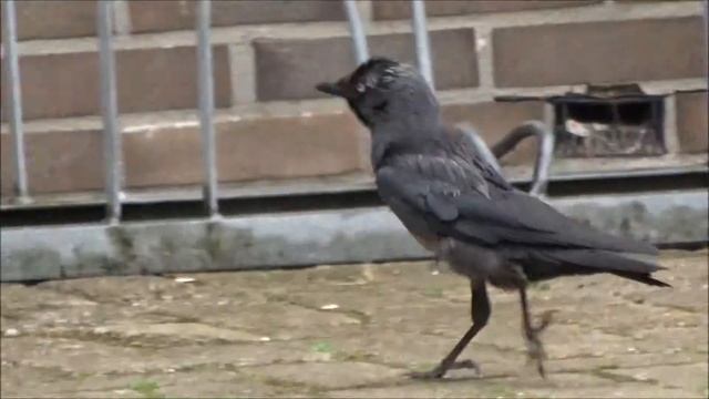 CORVIDAE coloeus monedula смотреть онлайн