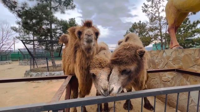 Почему ЗАКРЫТЫ парки "Тайган" и "Сказка"? Не верьте слухам не переживайте! смотреть онлайн