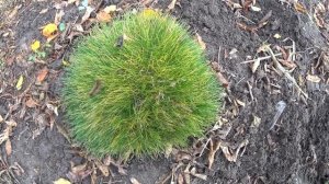 Фестука (овсяница) - желтеет. В чём проблема?