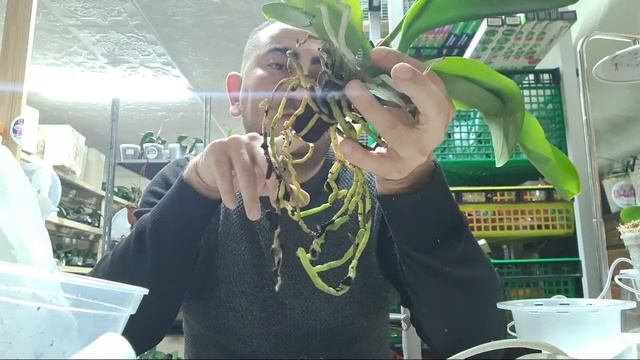 Быстрая И Срочная Пересадка Азиата И Европейца. смотреть онлайн