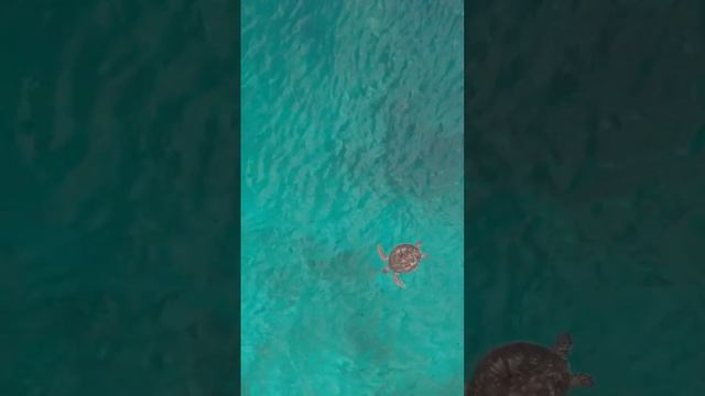 Где-то там) #мальдивы #индийскийокеан смотреть онлайн