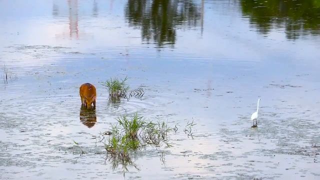 Deer on the pond drinking water. смотреть онлайн