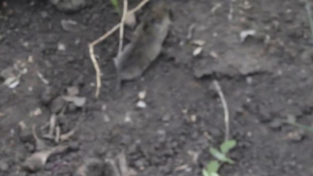 Видео - кот снова поймал мышь . смотреть онлайн