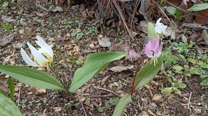 21.04.24 Кандык сибирский