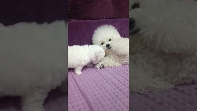 Питомник породы бишон фризе" Бэлль Диамант" www.redlilia.com смотреть онлайн