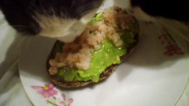 Vlog: Схожу с ума\\Кошки отбирают еду\\Тайная жизнь домашних животных. смотреть онлайн