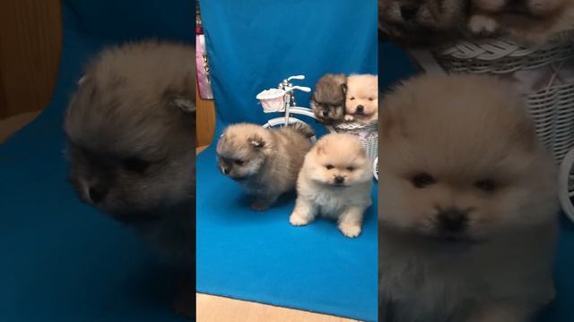 Шпицы супер курносые, 4 мальчика смотреть онлайн