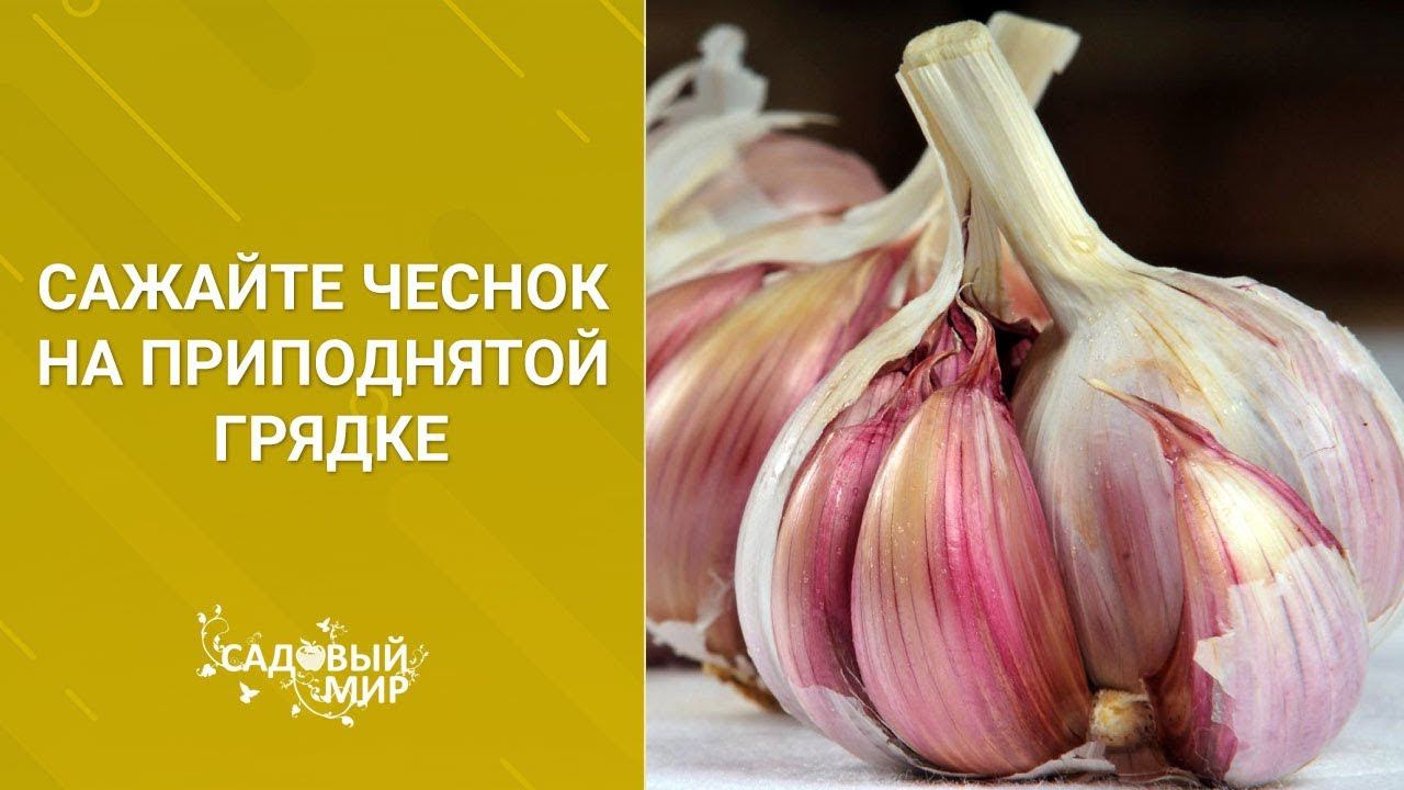 Секрет урожайного чеснока - приподнятые грядки и качественный посадочный материал. смотреть онлайн
