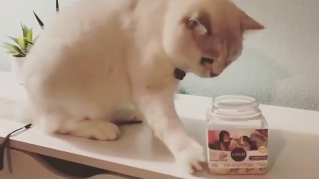 послушный котик смотреть онлайн