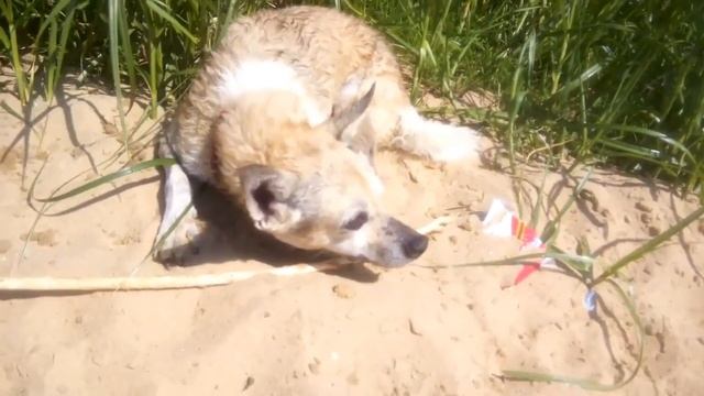 Муром. Пляж. Жара.