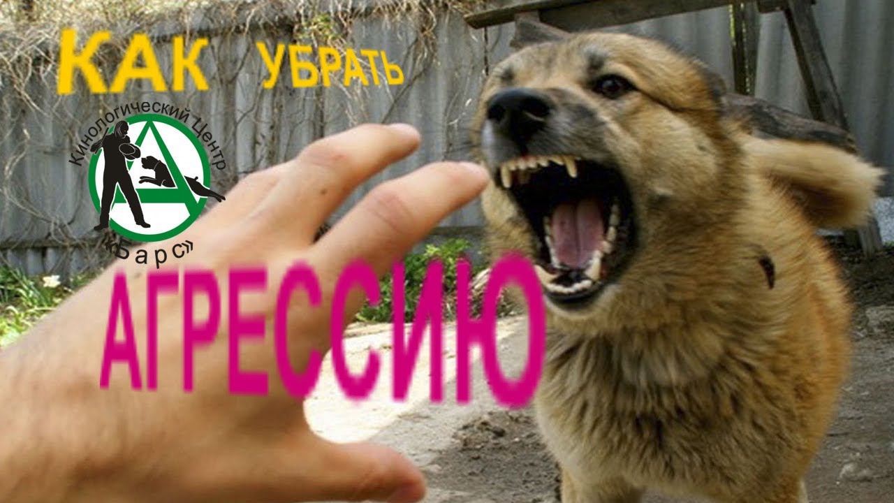 Как убрать агрессию Кинологический центр Барс Анатолий Котенко смотреть онлайн