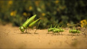 Alex V - Коленками назад