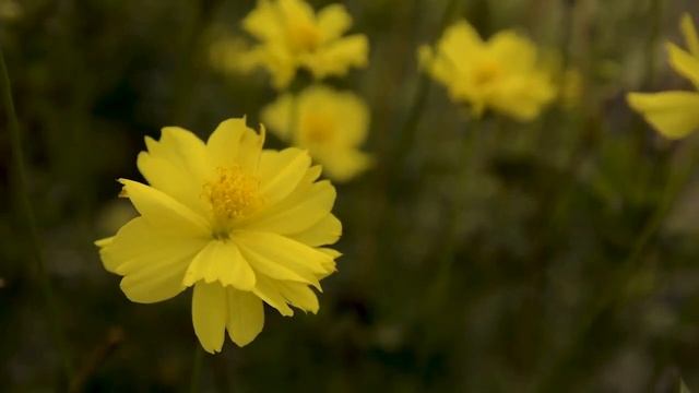 ЕЛЕНА РЕРИХ. СЕРДЦЕ. /// Nelli Linde /// смотреть онлайн