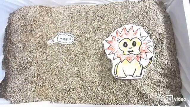 Коты с научной точки зрения смотреть онлайн