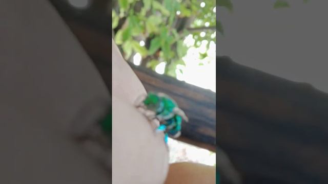 Dilemma orchid bee, Euglossa dilemma landing on my fingers. Yucatán peninsula, Mexico смотреть онлайн