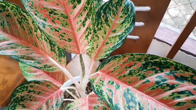 Aglaonema Red Peacock смотреть онлайн