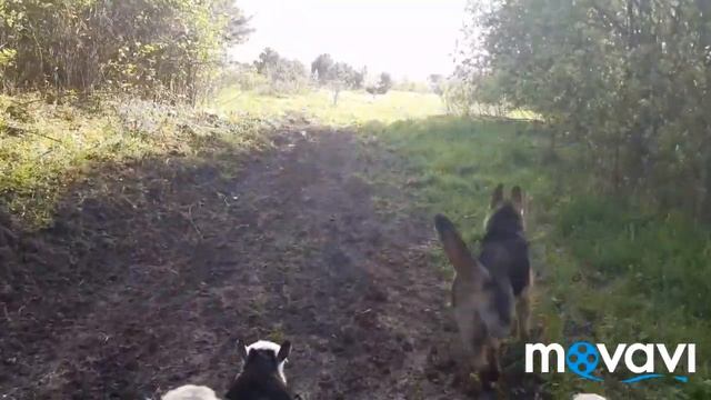 НЕМЕЦКИЕ ОВЧАРКИ/ ОВЧАРКИ ПАСУТ ОВЕЦ. смотреть онлайн