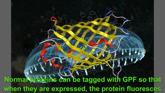 Frédéric Chopin | Nocturne In E Minor | Green Fluorescent Protein