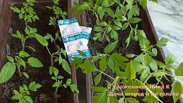ЧУДО ТАБЛЕТКИ ДЛЯ РАССАДЫ?! СУПЕР СРЕДСТВО ПРИ ПИКИРОВКЕ ТОМАТОВ. смотреть онлайн