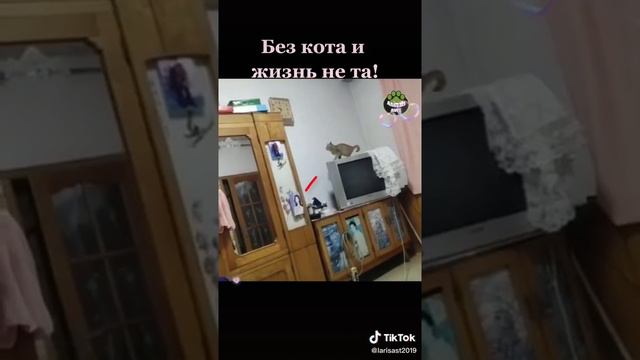 Без Кота Жизнь Не Та! Подборка Приколов смотреть онлайн