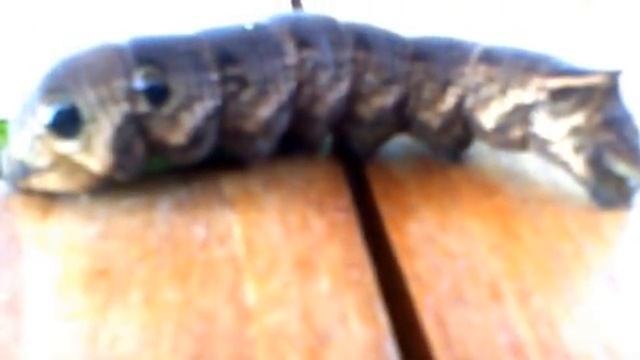 Огромная гусеница! Напугала. смотреть онлайн