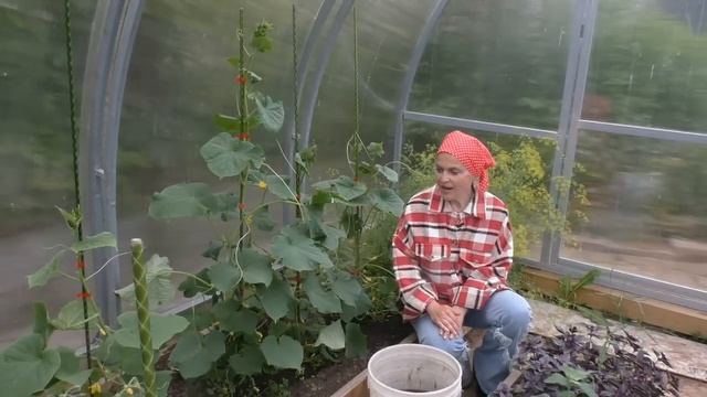 Уход за огурцами в июне смотреть онлайн