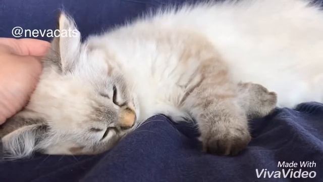 Temperament Of Nevacats. Темперамент неваков?