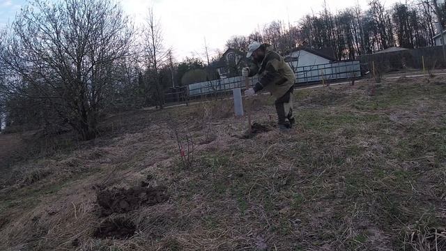 Деревня Соснино (живая изгородь, посадка вишни и смородины) (часть 4 из 7) смотреть онлайн