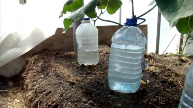 Капельный полив огурцов. Симфония воздушных пузырей//Сельское подворье на Урале// смотреть онлайн