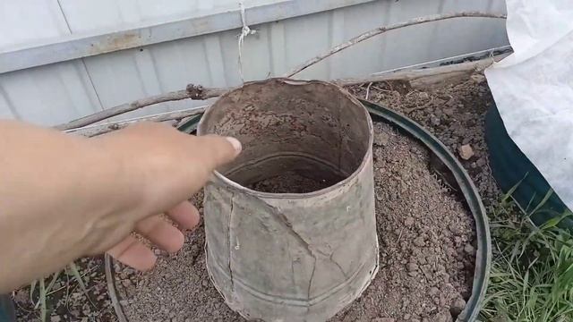 СОЛНЦЕ ОБЖИГАЕТ ВИНОГРАД. смотреть онлайн