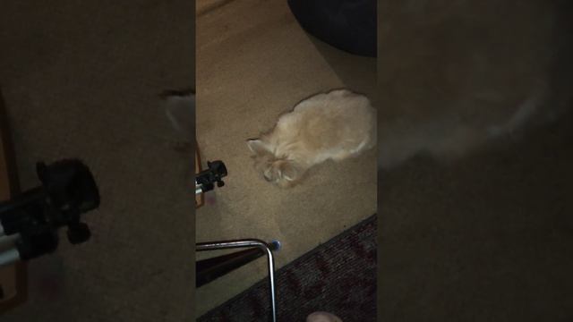 Ночной житель дома. ? смотреть онлайн