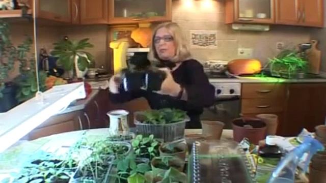 Технология выращивания растений под фитолампами смотреть онлайн