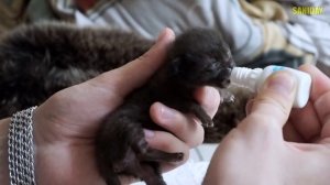 Кормим и моем новорожденного котенка / SANI day