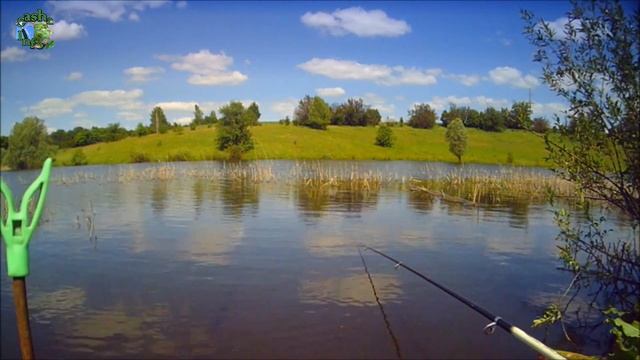 Ловля карпа и белого амура на опарыша. Ловля румынского карпа на опарыша смотреть онлайн