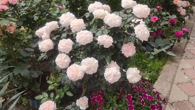 Роза "Гарден оф Роузес" (Garden of Roses) Кордес 2006 смотреть онлайн