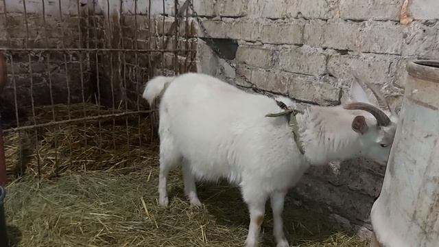 ОСТАЛИСЬ ТОЛЬКО СНЕЖКА И КВИТКА))))) смотреть онлайн