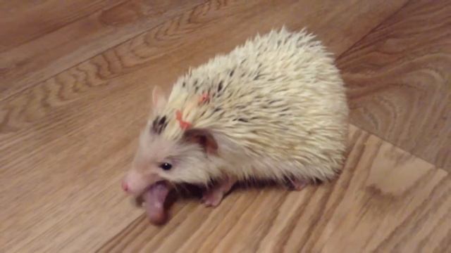 Ежики хищники! Карликовый африканский ежик Кнопик смотреть онлайн