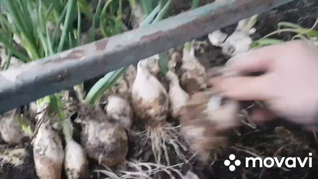 Полный курс по выращиванию зеленого лука для начинающих. Часть 4. Сбор, чистка, подготовка земли смотреть онлайн