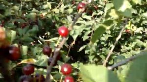 Лучшие сорта самой вкусной вишни