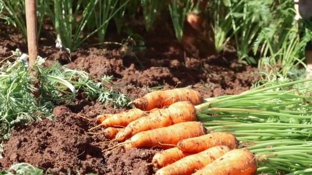 МОРКОВЬ 100% ВЫРАСТЕТ КРУПНОЙ И СЛАДКОЙ, ПОДКОРМИТЕ ЭТИМ МОРКОВЬ В ИЮНЕ ИЮЛЕ ОБЯЗАТЕЛЬНО! смотреть онлайн