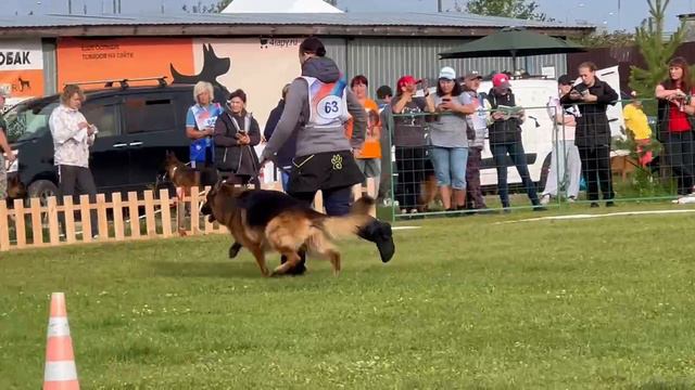 ПП 063 BLADE v. Team Panoniansee / Моно немецких овчарок ранга ПК БРОННИЦЫ 10 августа 2024