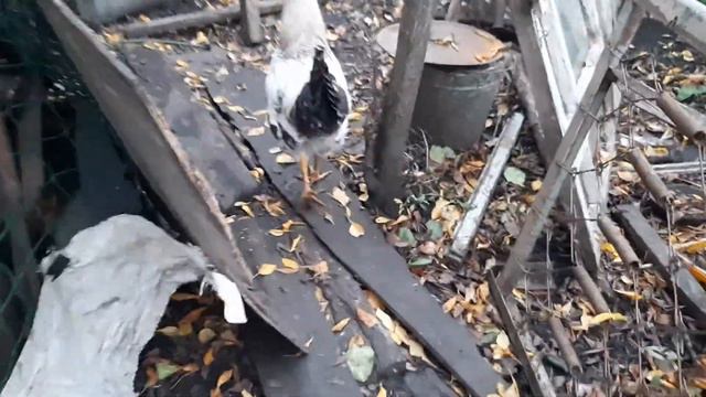 Игроки. смотреть онлайн
