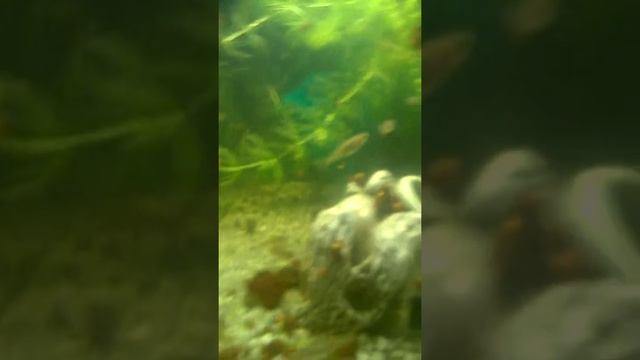 1. Мои гуппи в 10-ти литровом аквариуме! смотреть онлайн