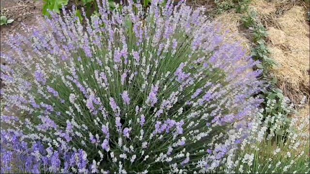 На каком расстоянии посадить лаванду. смотреть онлайн