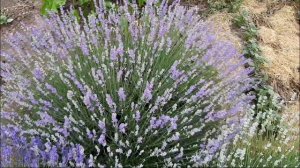 На каком расстоянии посадить лаванду.