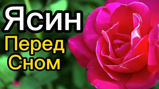 Сура Ясин перед сном смотреть онлайн